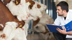 Estudiar técnico veterinario en Chile